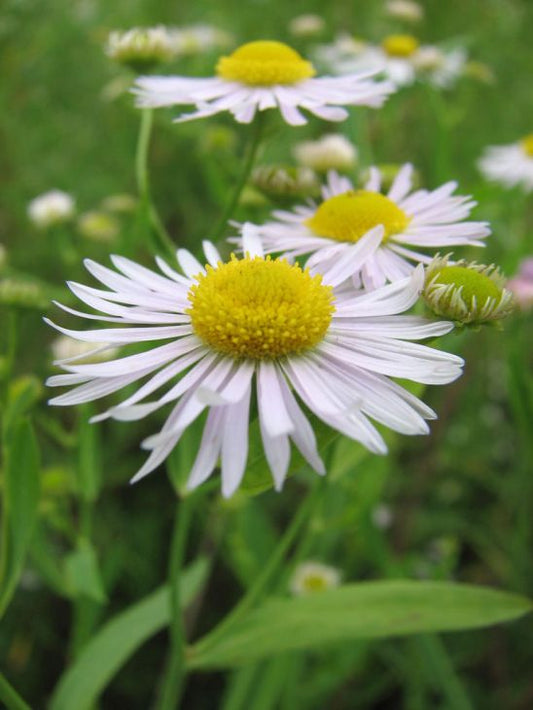 500 Boltonia decurrens Seeds | Decurrent False Aster | Native Perennial Wildflower | Pollinator-Friendly Meadow Plant