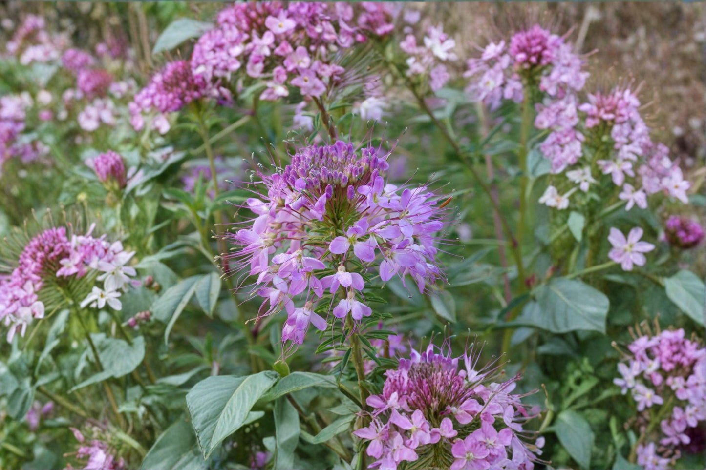 75 Rocky Mountain Bee Plant Seeds – Cleome serrulata – Native Annual Wildflower – Pollinator Plant