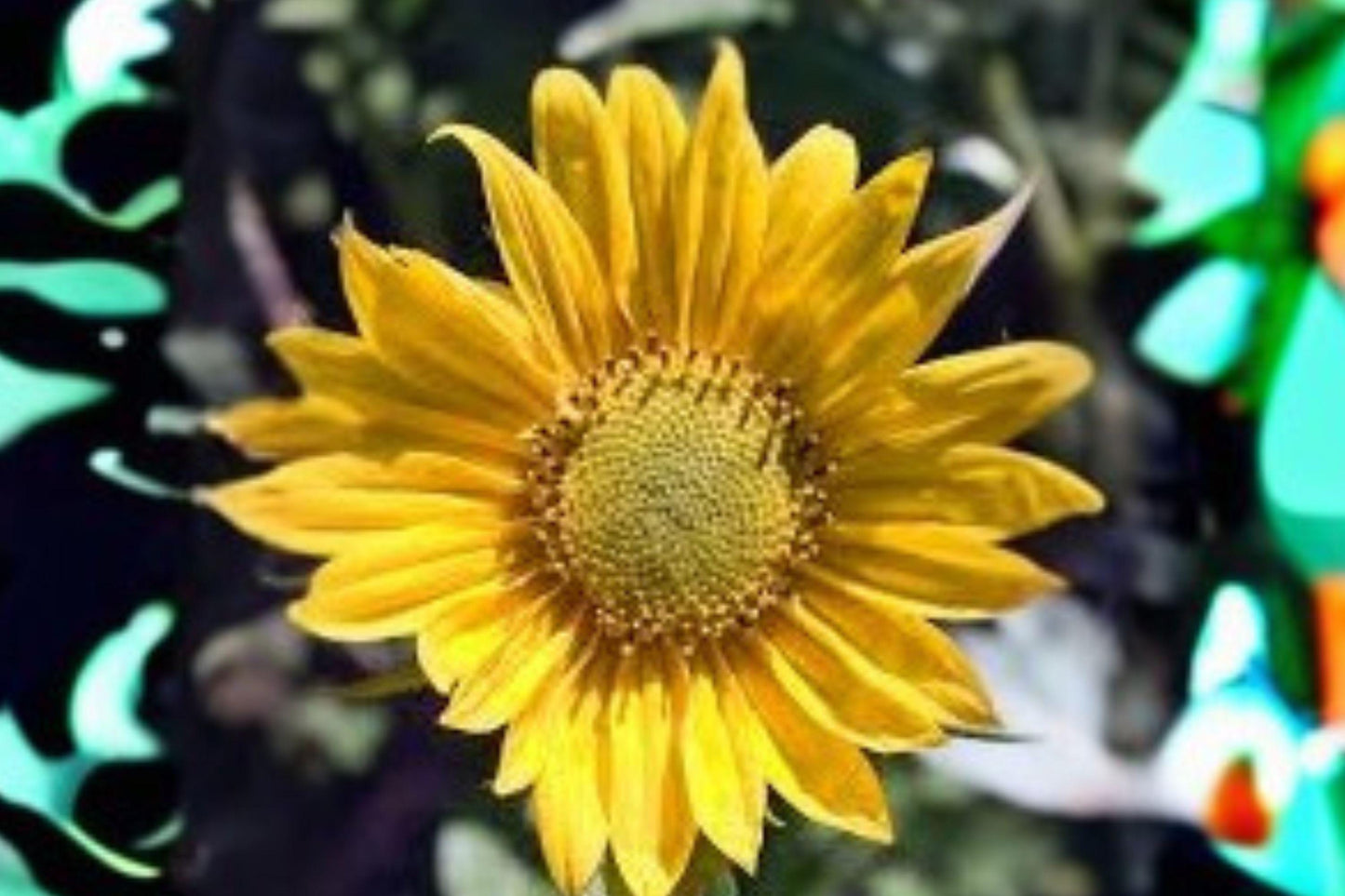 25 Aspen Sunflower Seeds – Helianthella quinquenervis – Native Wildflower – Yellow Blooms – Pollinator Plant