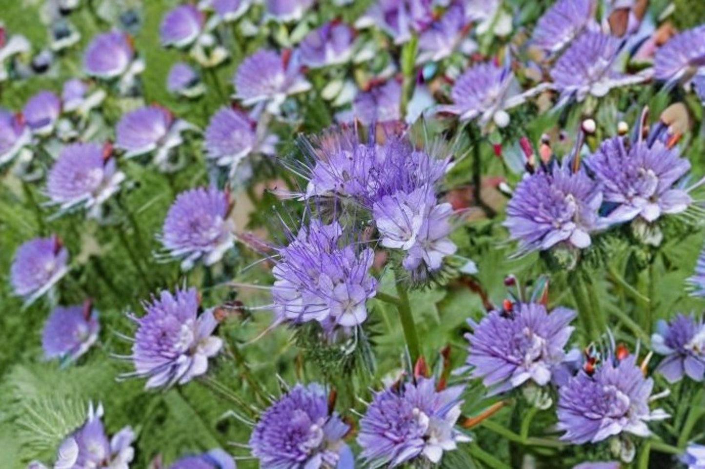 100 Lacy Phacelia Seeds – Phacelia tanacetifolia – Pollinator Plant – Bee Friendly Wildflower