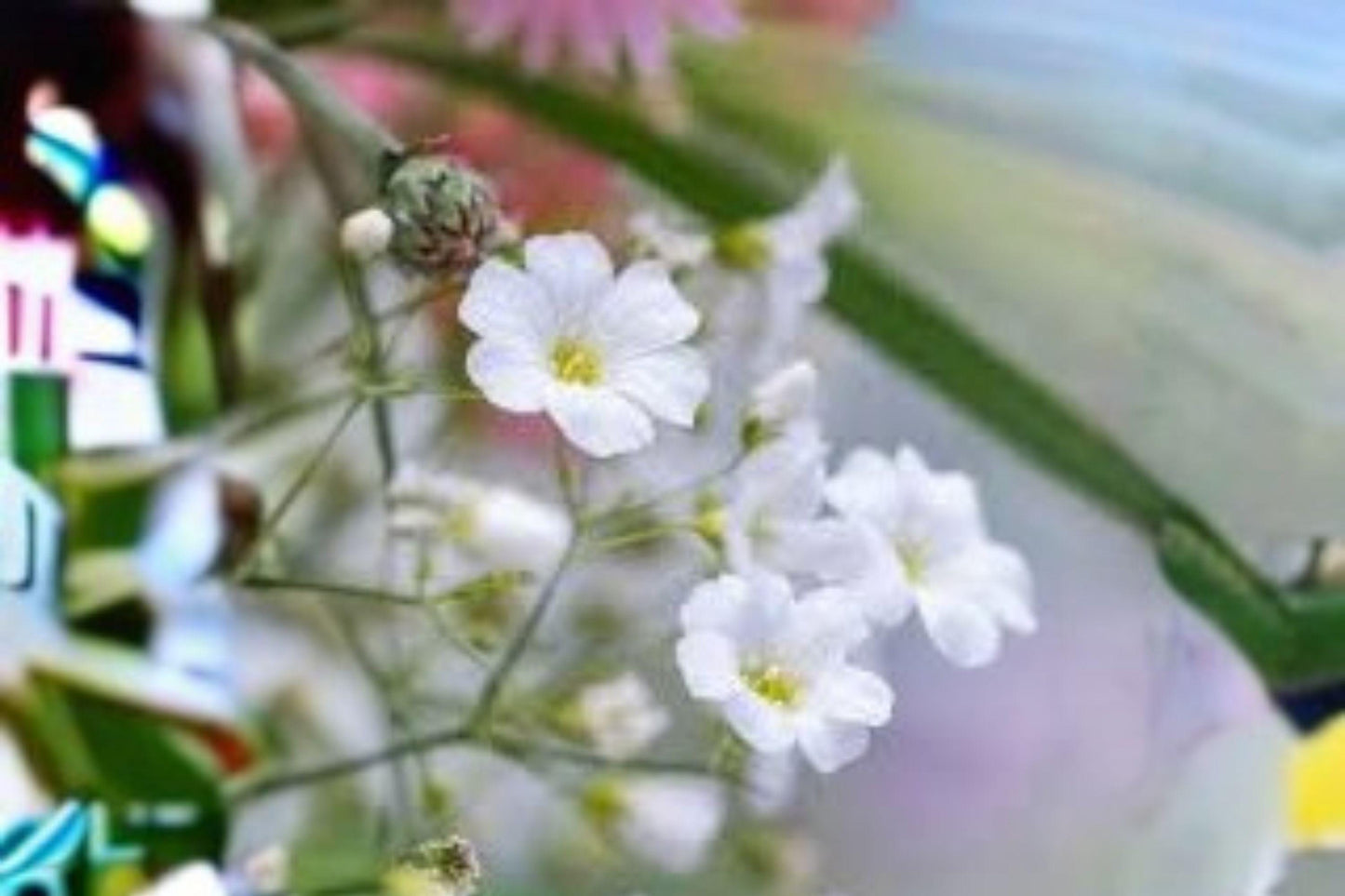 300 mg Baby’s Breath Seeds (Gypsophila elegans ‘Covent Garden White’) – Delicate White Blooms for Gardens & Bouquets