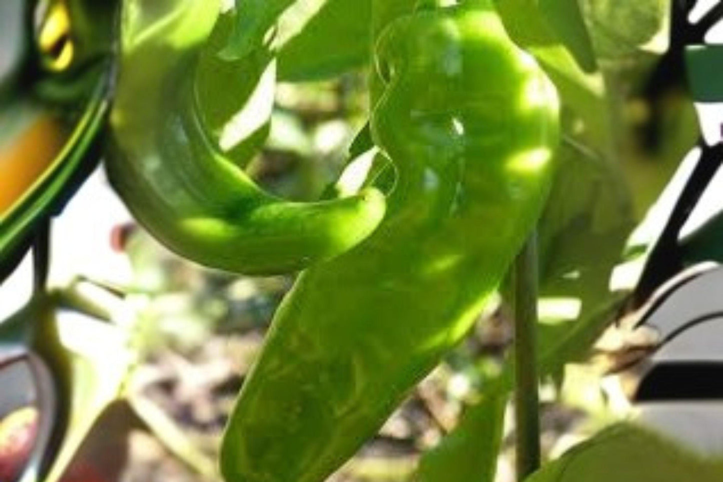 Lumbre Hot Pepper Seeds: Spicy Non-GMO Chili - 250 mg