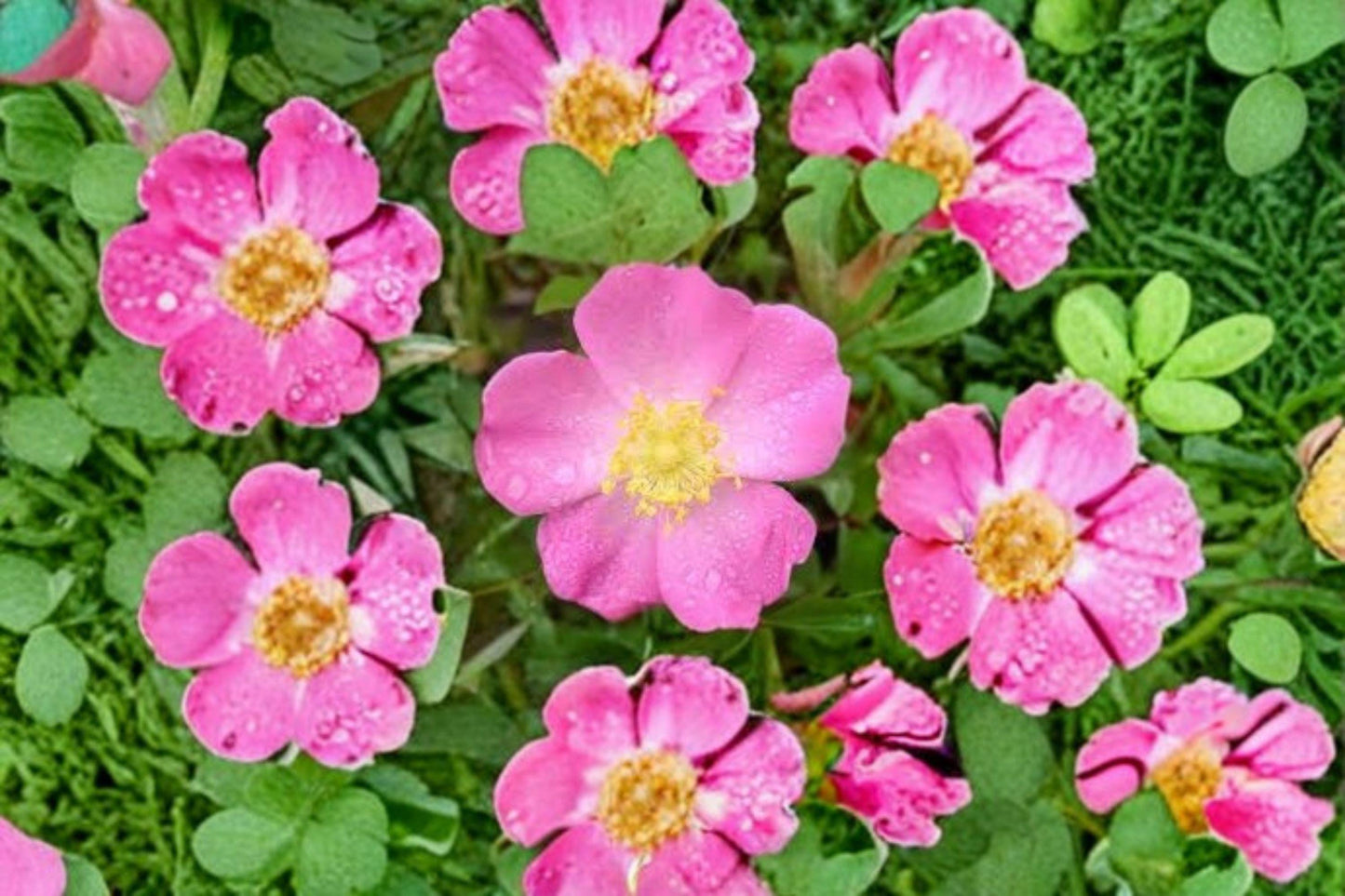 10 Prairie Wild Rose Seeds – Rosa arkansana – Native Rose – Pink Wildflower