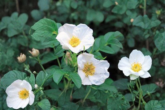 25 Rosa rugosa alba Seeds – White Beach Rose – Hardy Fragrant Shrub
