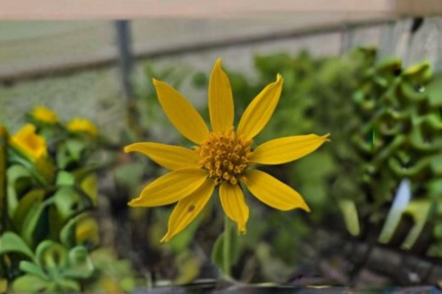 30 Yellow Crownbeard Seeds – Verbesina helianthoides – Native Wildflower – Pollinator Plant – Yellow Blooms