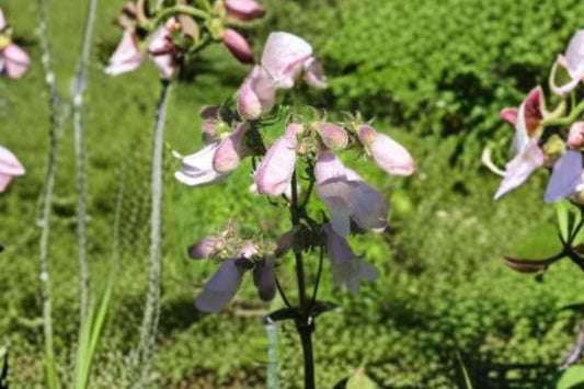 100 Calico Beardtongue Seeds – Penstemon calycosus – Native Wildflower – Pollinator Plant