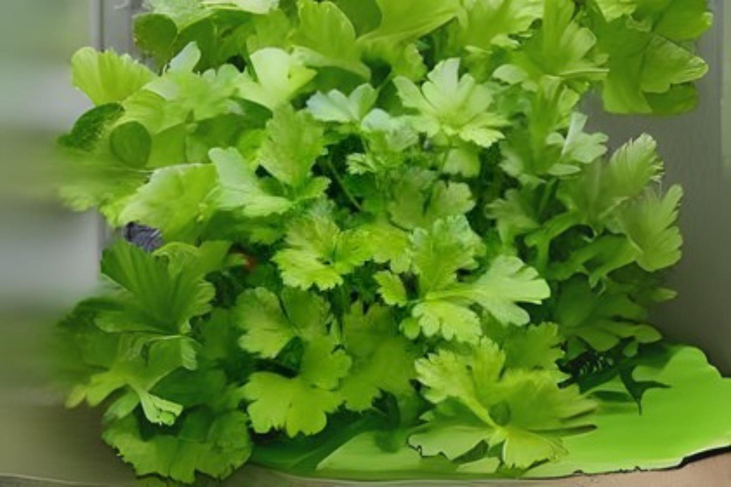 500 Italian Giant Parsley Seeds: Dark Green Heirloom Herb