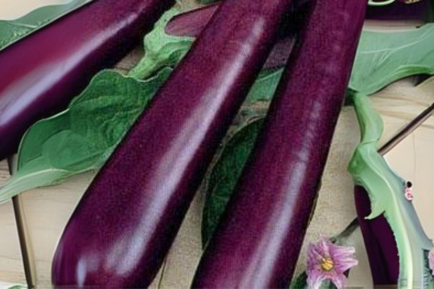 Long Purple Eggplant Seeds: Heirloom Slim Variety - 50 Seeds