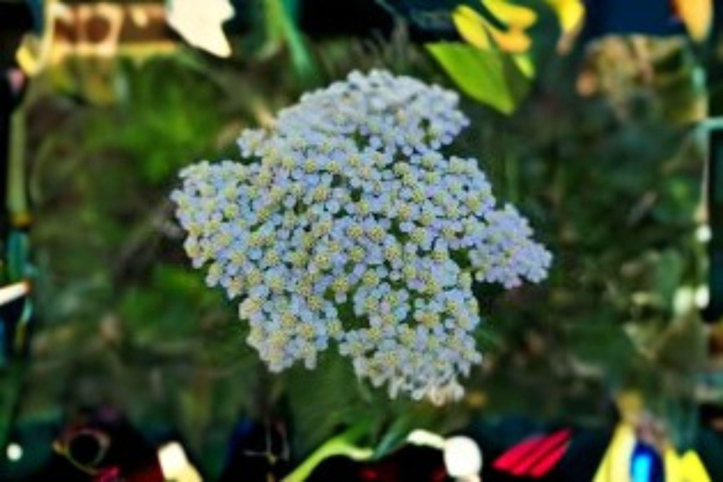 500 Seeds Achillea millefolium occidentalis — Western Yarrow, Drought-Tolerant Native Wildflower