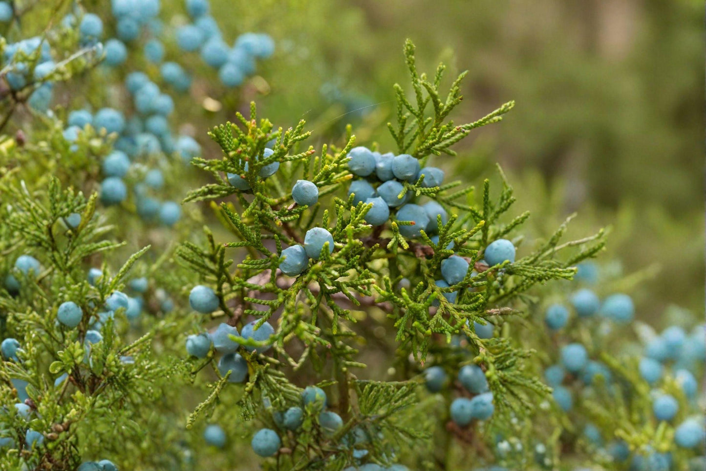 25 Eastern Red Cedar Seeds – Juniperus virginiana – Native Evergreen Tree – Bonsai Seeds