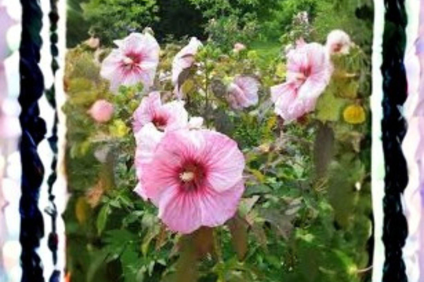 Rose Mallow Dwarf Mix Seeds: Hardy Perennial Hibiscus for Pollinators