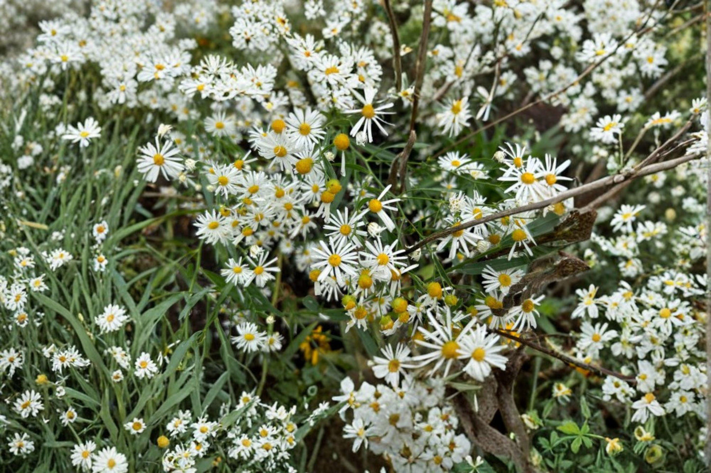 500 Boltonia False Aster Seeds – White Wildflower for Pollinators