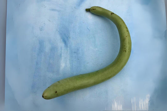 Cucuzzi Gourd Seeds: Italian Heirloom, Edible Light Green Gourds