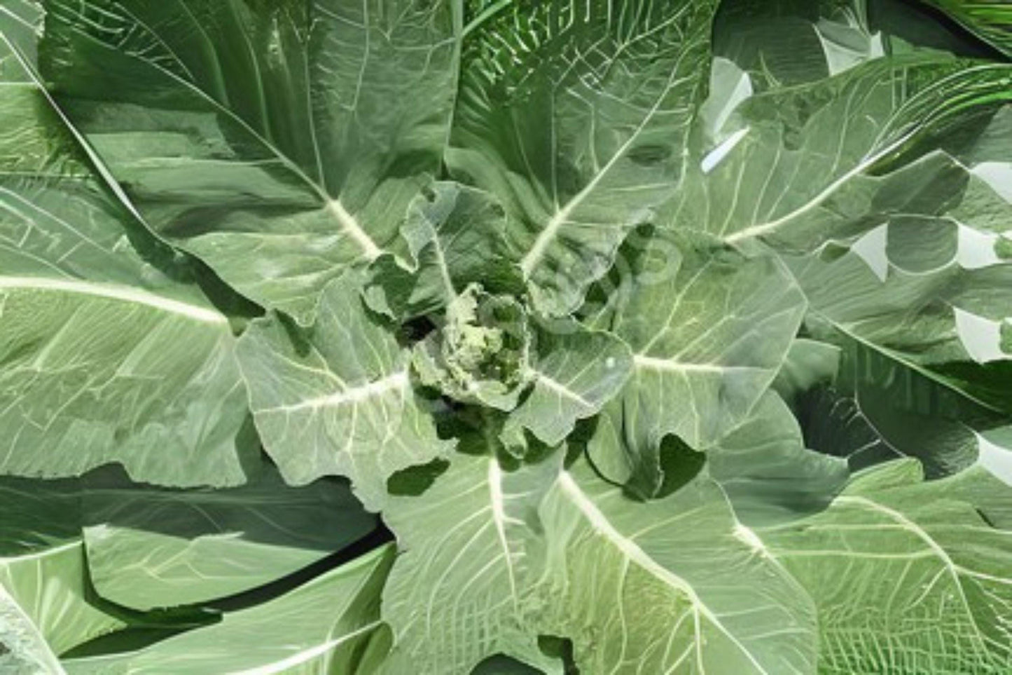 300 Collards Champion Seeds – Heirloom Variety, Large Tender Leaves, Heat & Cold Tolerant Greens