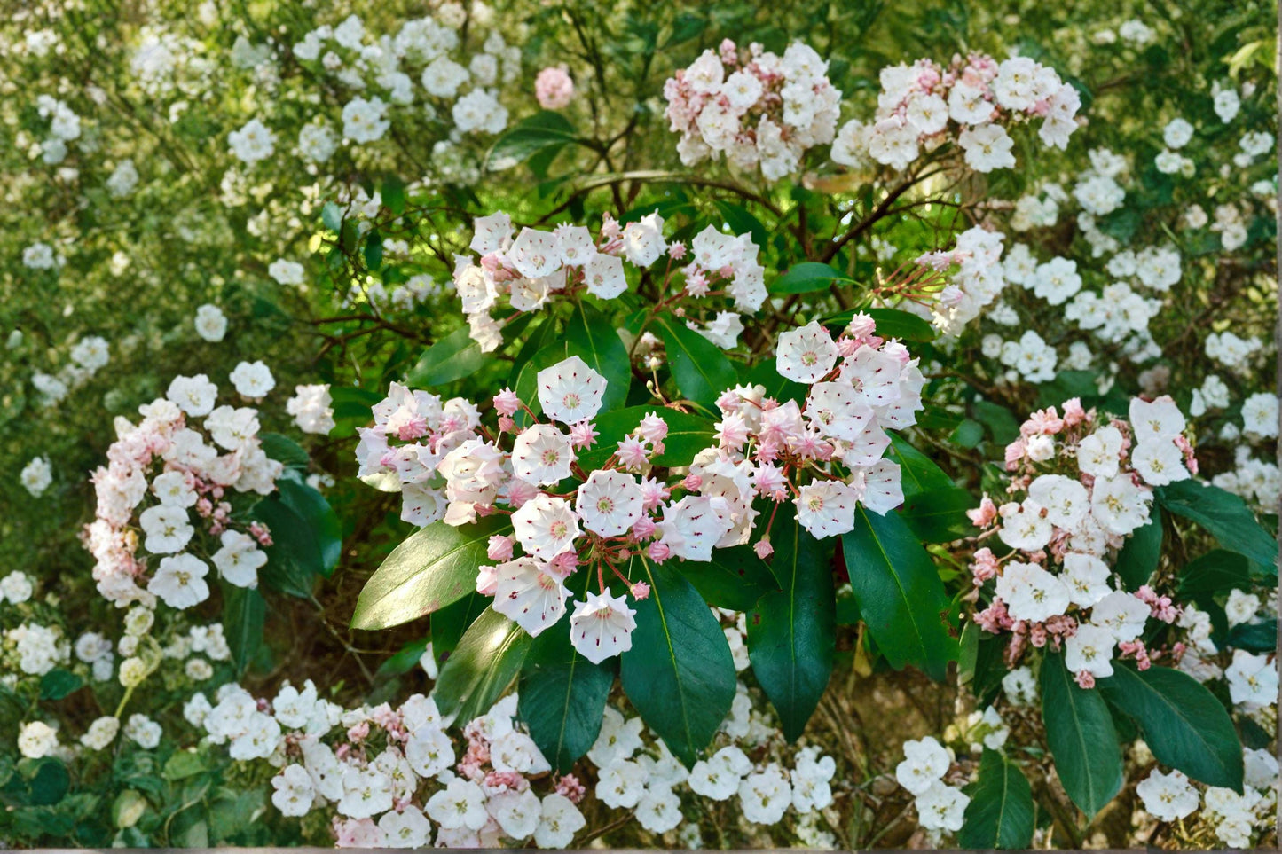 100 Mountain Laurel Seeds – Kalmia latifolia – Native Evergreen Shrub