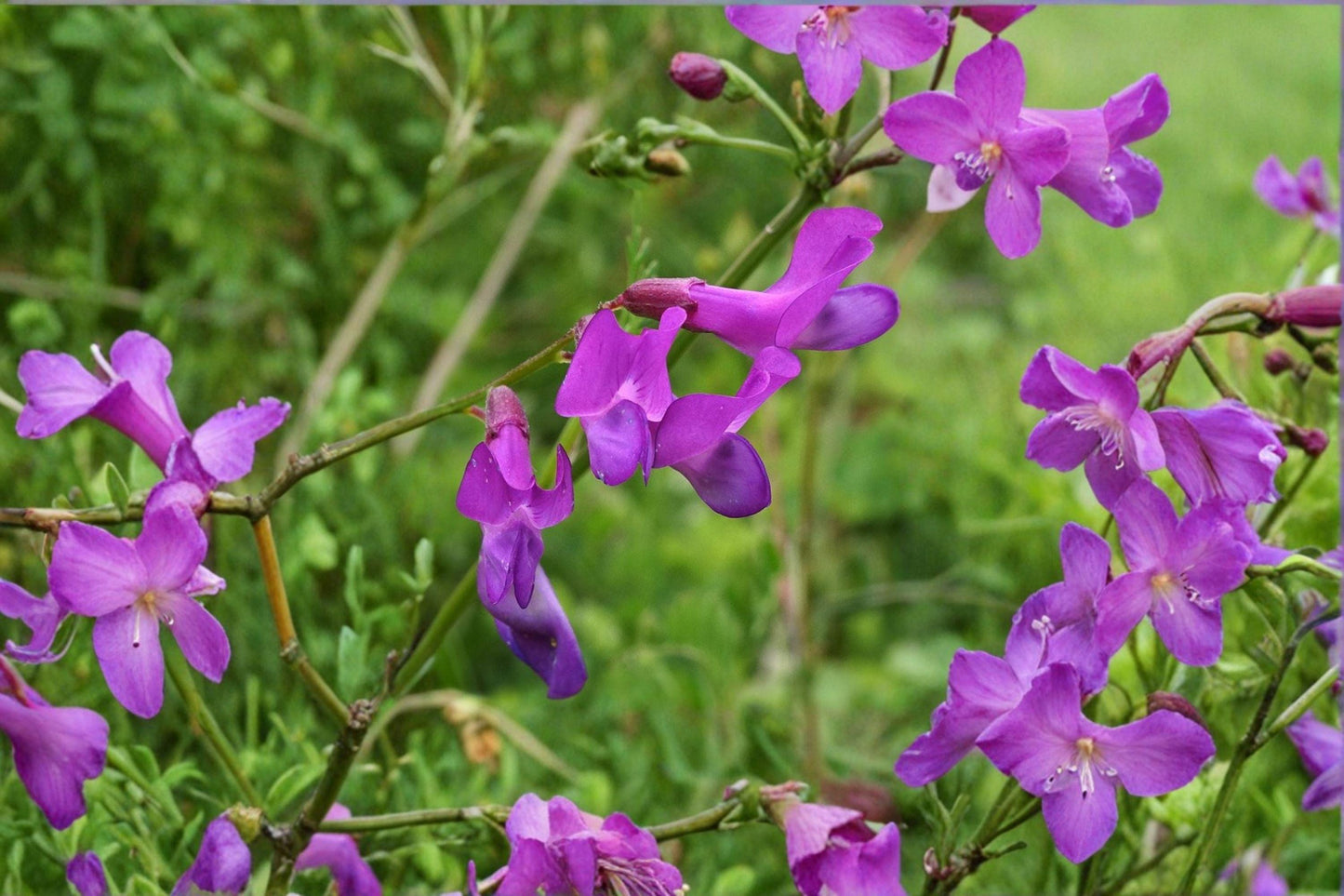25 American Vetch Seeds – Vicia americana – Native Legume – Pollinator Plant – Nitrogen Fixer