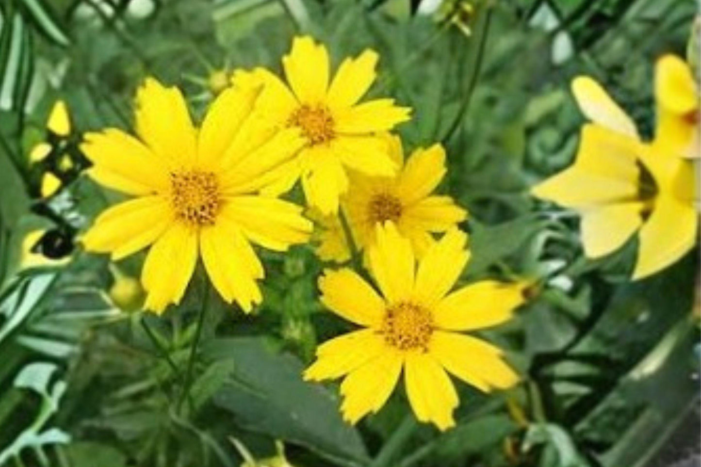 100 mg Coreopsis Lance-Leaved Dwarf Seeds – Bright Yellow Blooms, Easy Native Wildflower for Pollinators