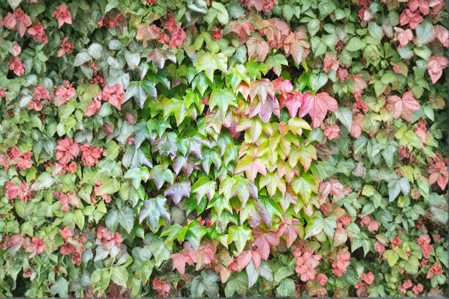 10 Boston Ivy Seeds – Parthenocissus tricuspidata – Climbing Vine for Walls
