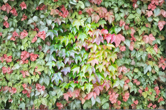 10 Boston Ivy Seeds – Parthenocissus tricuspidata – Climbing Vine for Walls