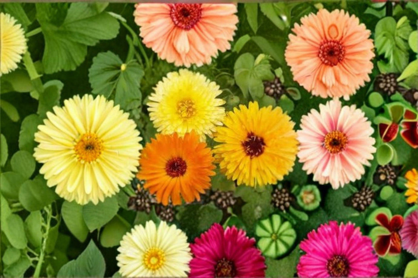 Calendula Seeds: Pacific Beauty Orange, Pollinator Garden