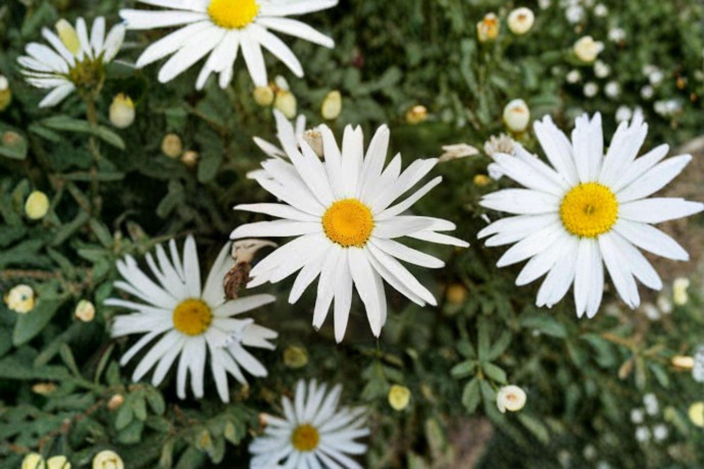 100 Seeds Leucanthemum × superbum — Shasta Daisy, Classic White Blooms for Pollinator Gardens