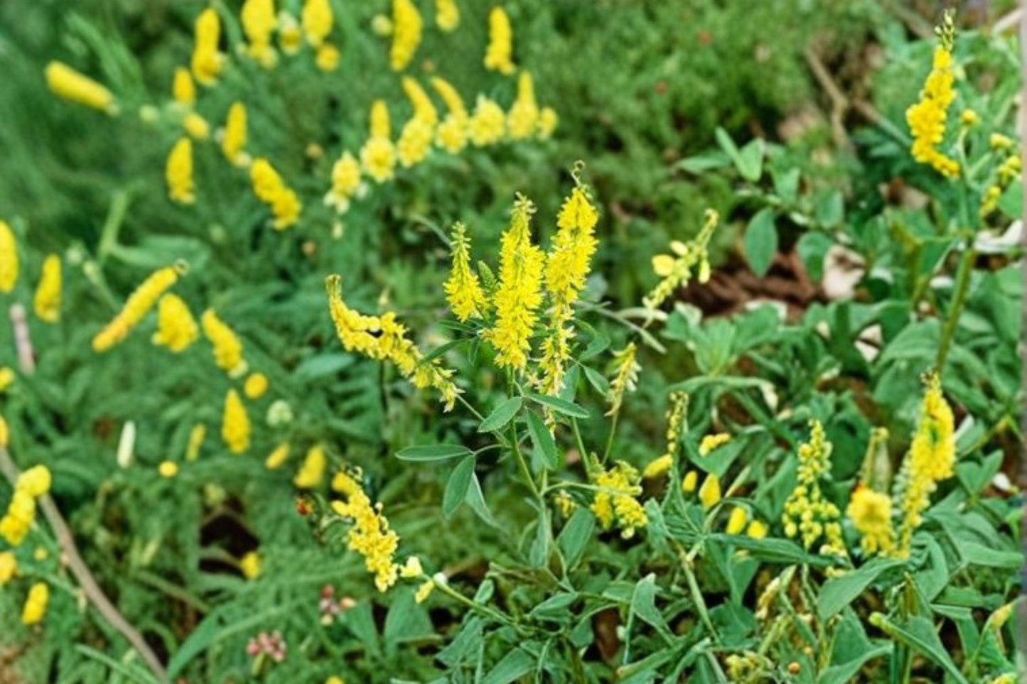 100 Yellow Sweet Clover Seeds – Melilotus officinalis – Cover Crop – Pollinator Plant – Nitrogen Fixer