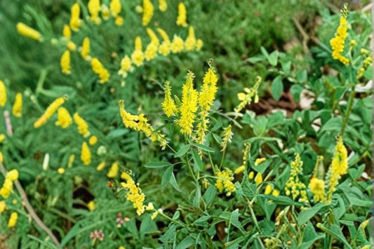 100 Yellow Sweet Clover Seeds – Melilotus officinalis – Cover Crop – Pollinator Plant – Nitrogen Fixer