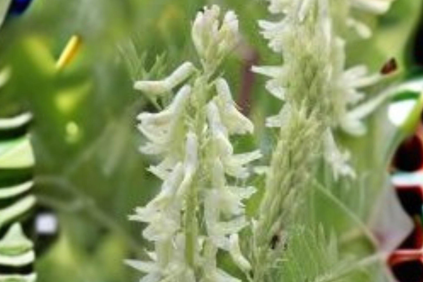15 Seeds Astragalus convallarius — Whisk Broom Milkvetch, Drought-Tolerant Native Perennial