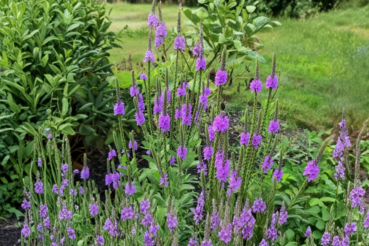 100 Hoary Vervain Seeds – Verbena stricta – Native Prairie Wildflower – Pollinator Plant
