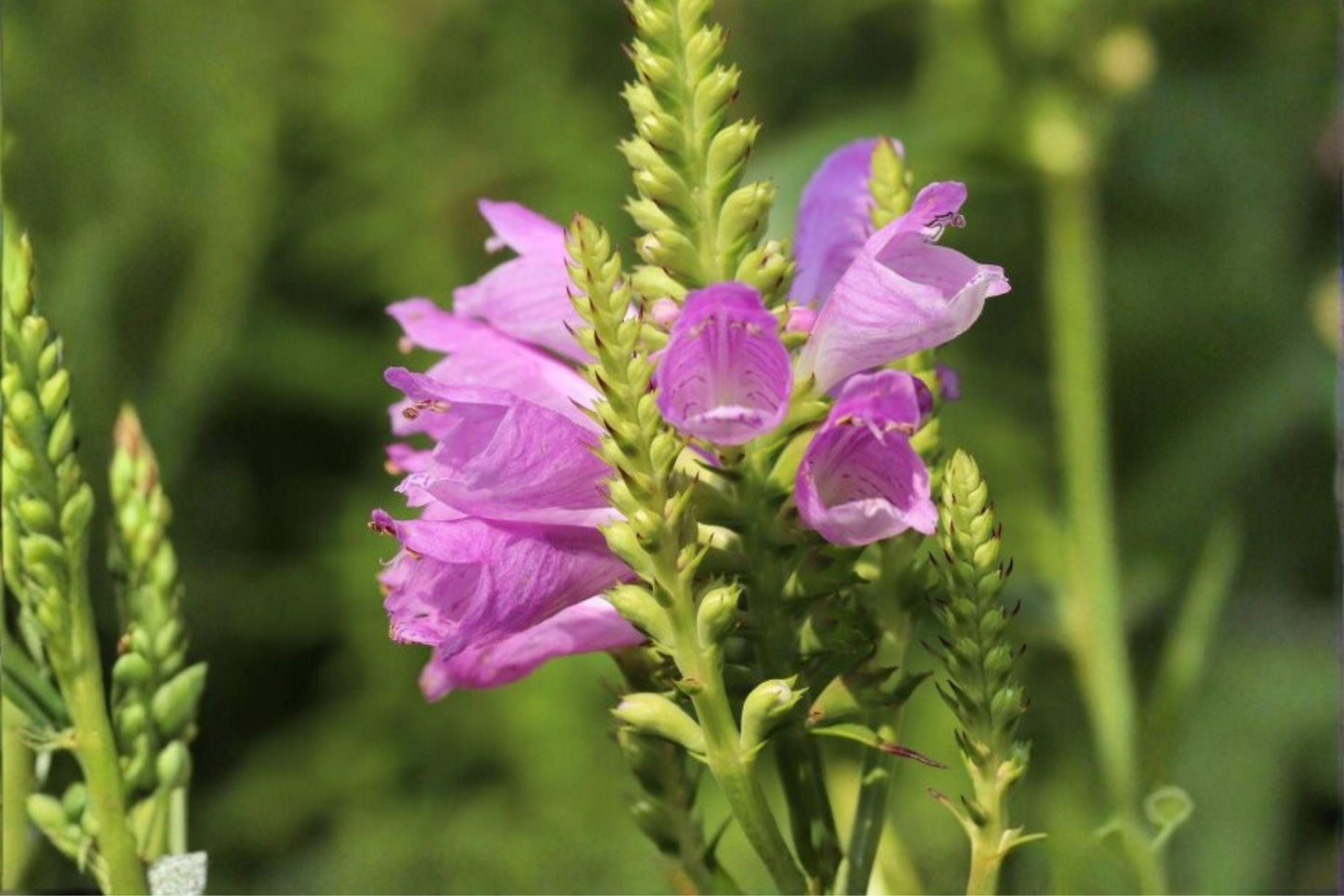 50 Obedient Plant Seeds – Physostegia virginiana – Native Perennial – Pollinator Friendly – Pink Flower Seeds