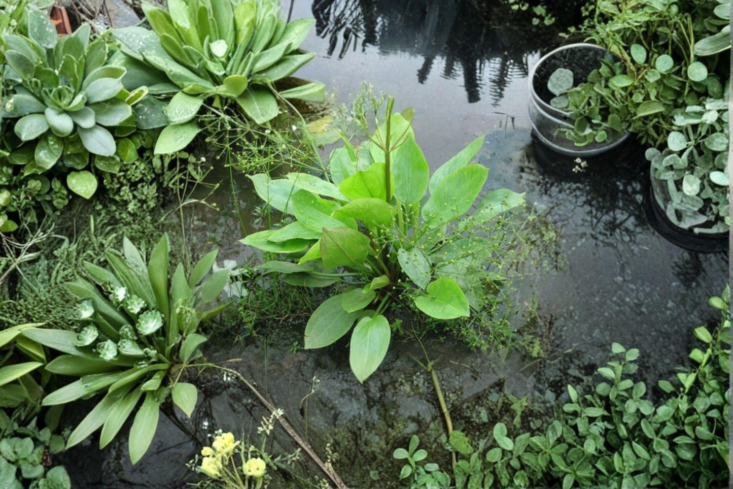 Alisma Subcordatum Seeds: Native Mud Plantain for Water Gardens (250mg)
