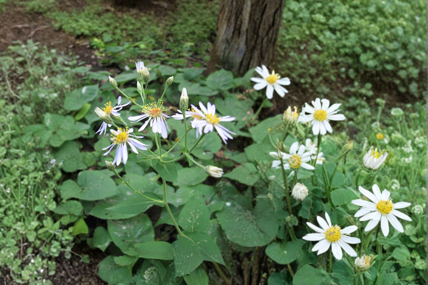 100 Big Leaved Aster Seeds – Eurybia macrophylla – Native Woodland Flower