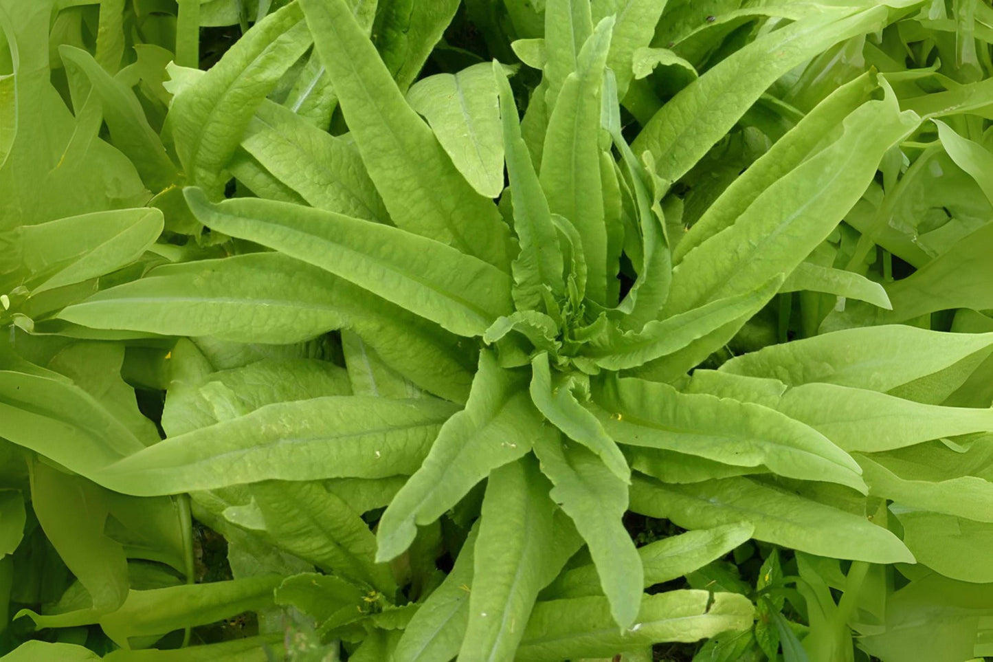 Asparagus Lettuce Yu Mai Seeds: Heirloom Asian Greens - 200 Seeds