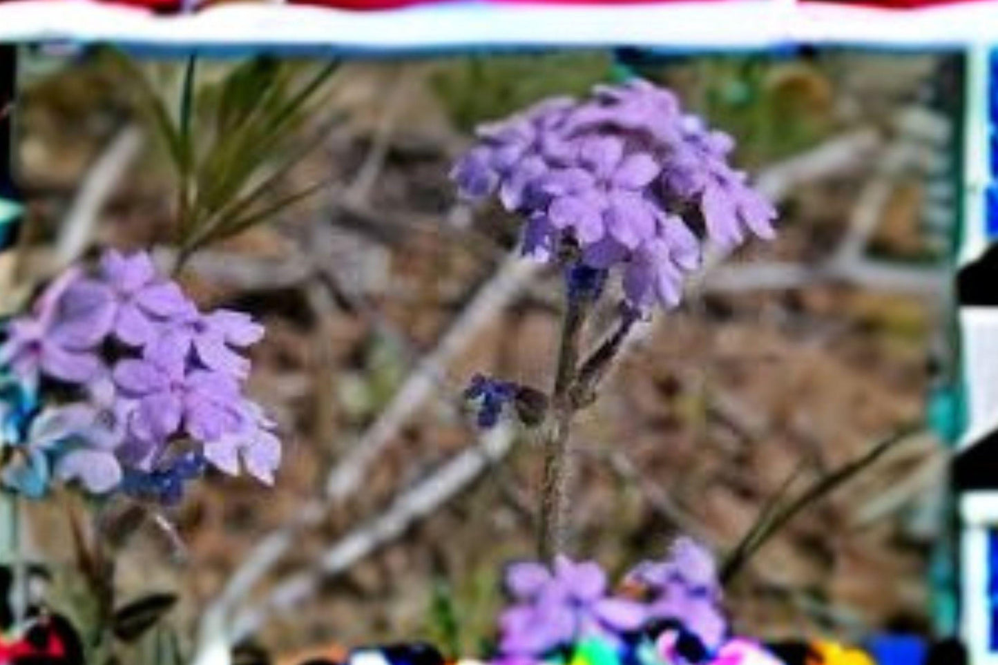 50 Seeds Glandularia bipinnatifida — Dakota Vervain, Native Purple Wildflower for Meadows & Dry Gardens