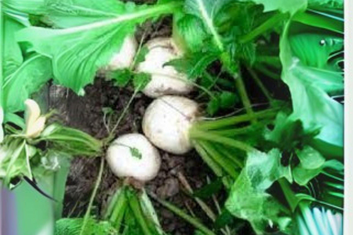 1g Seeds Turnip Seven Top | Leafy Greens Heirloom | Garden Vegetable Seeds
