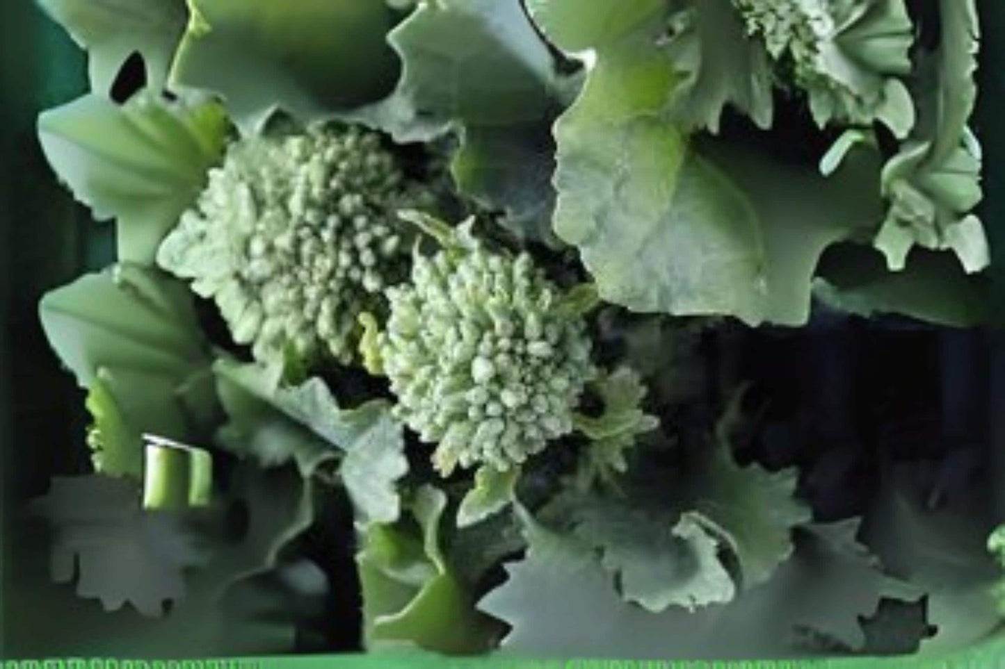 150 Broccoli Raab Rapini Seeds: Italian Heirloom, Fast-Growing Greens