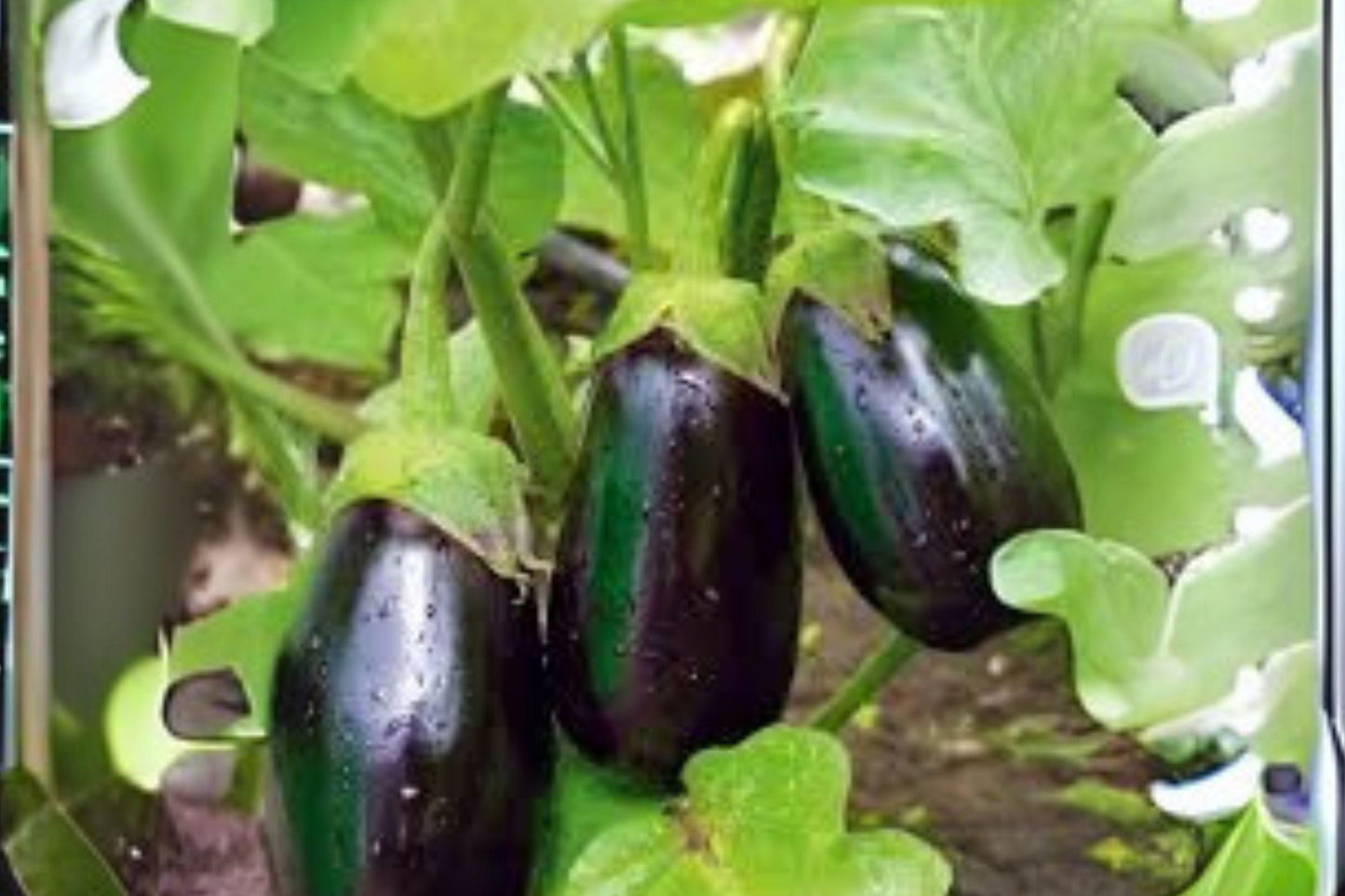 Black Beauty Eggplant Seeds: Heirloom Variety, Large Glossy Fruits (50 Seeds)