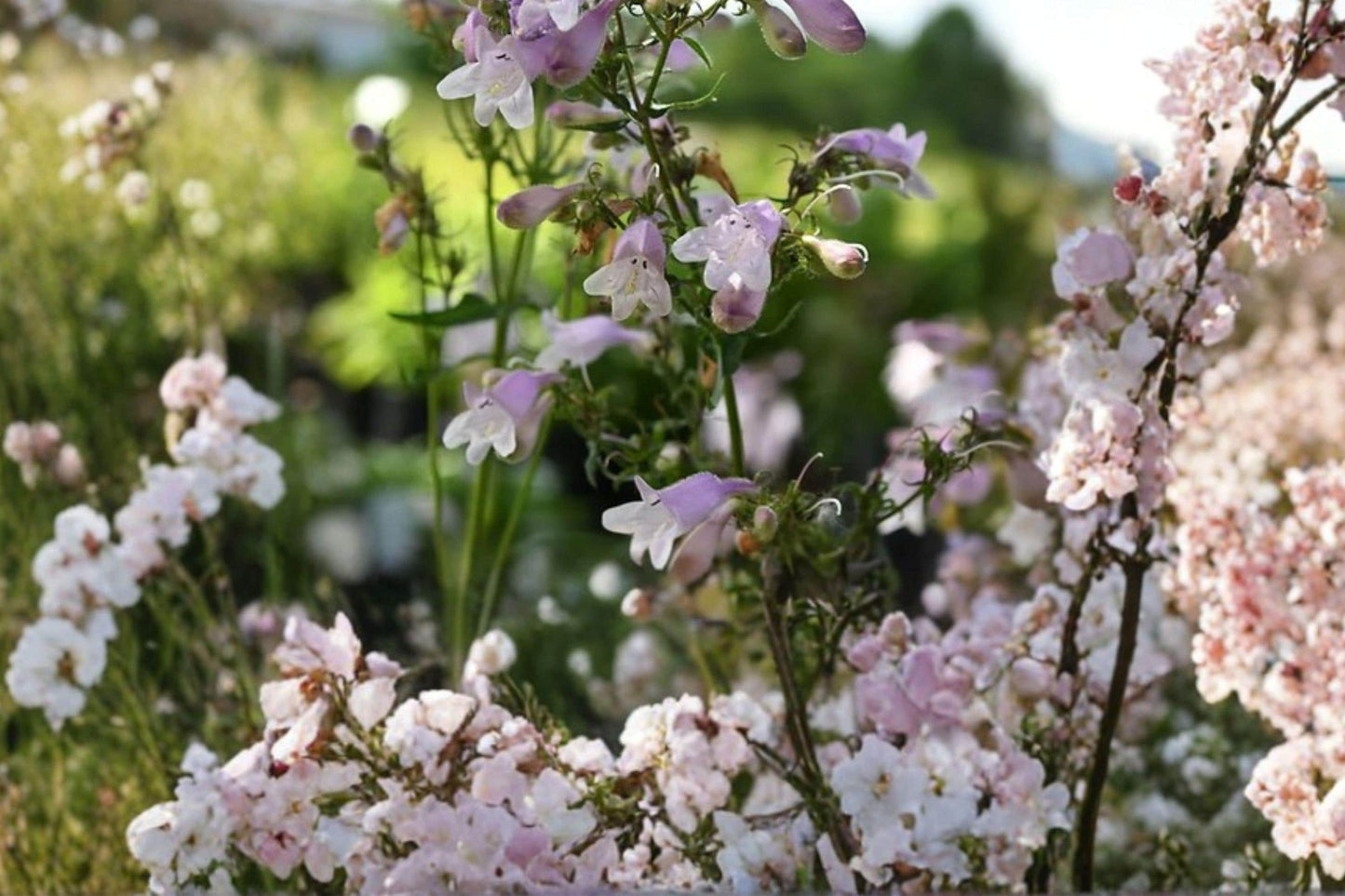 100 Calico Beardtongue Seeds – Penstemon calycosus – Native Wildflower – Pollinator Plant