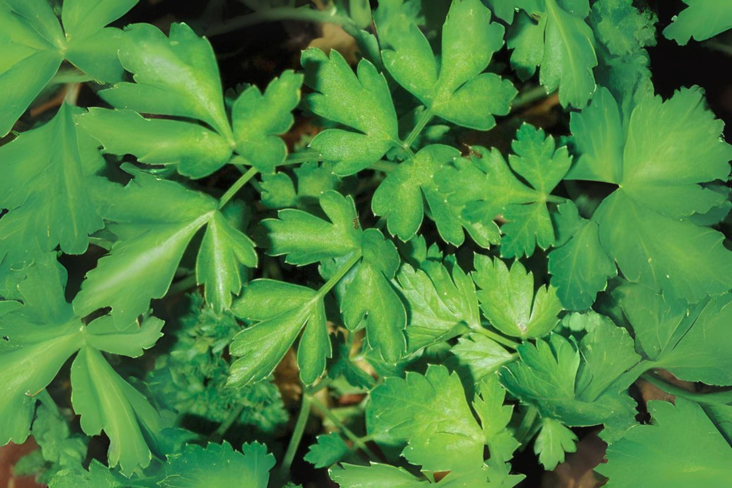 500 Italian Giant Parsley Seeds: Dark Green Heirloom Herb