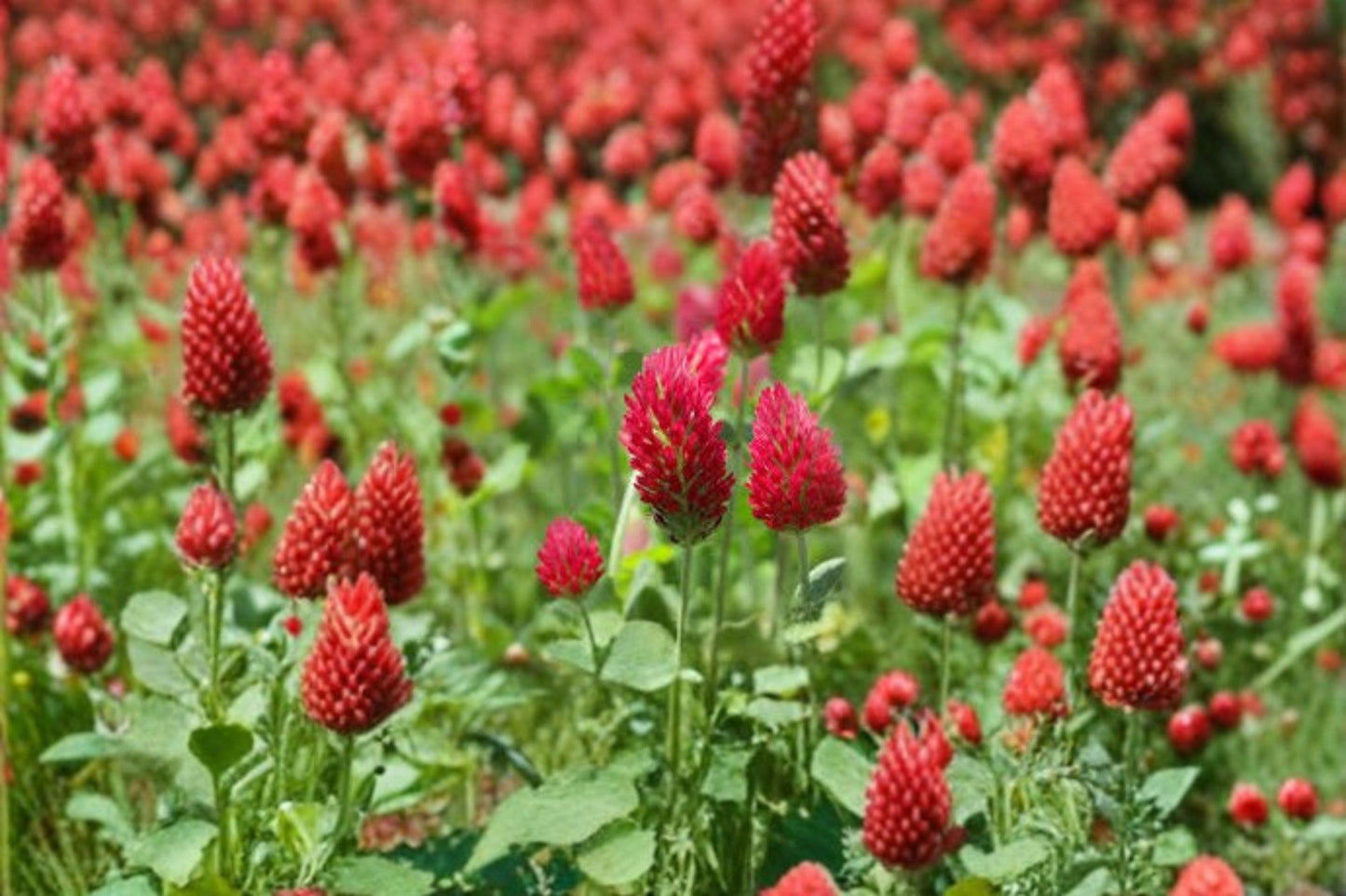 100 Crimson Clover Seeds – Trifolium incarnatum – Cover Crop – Pollinator Plant – Nitrogen Fixer