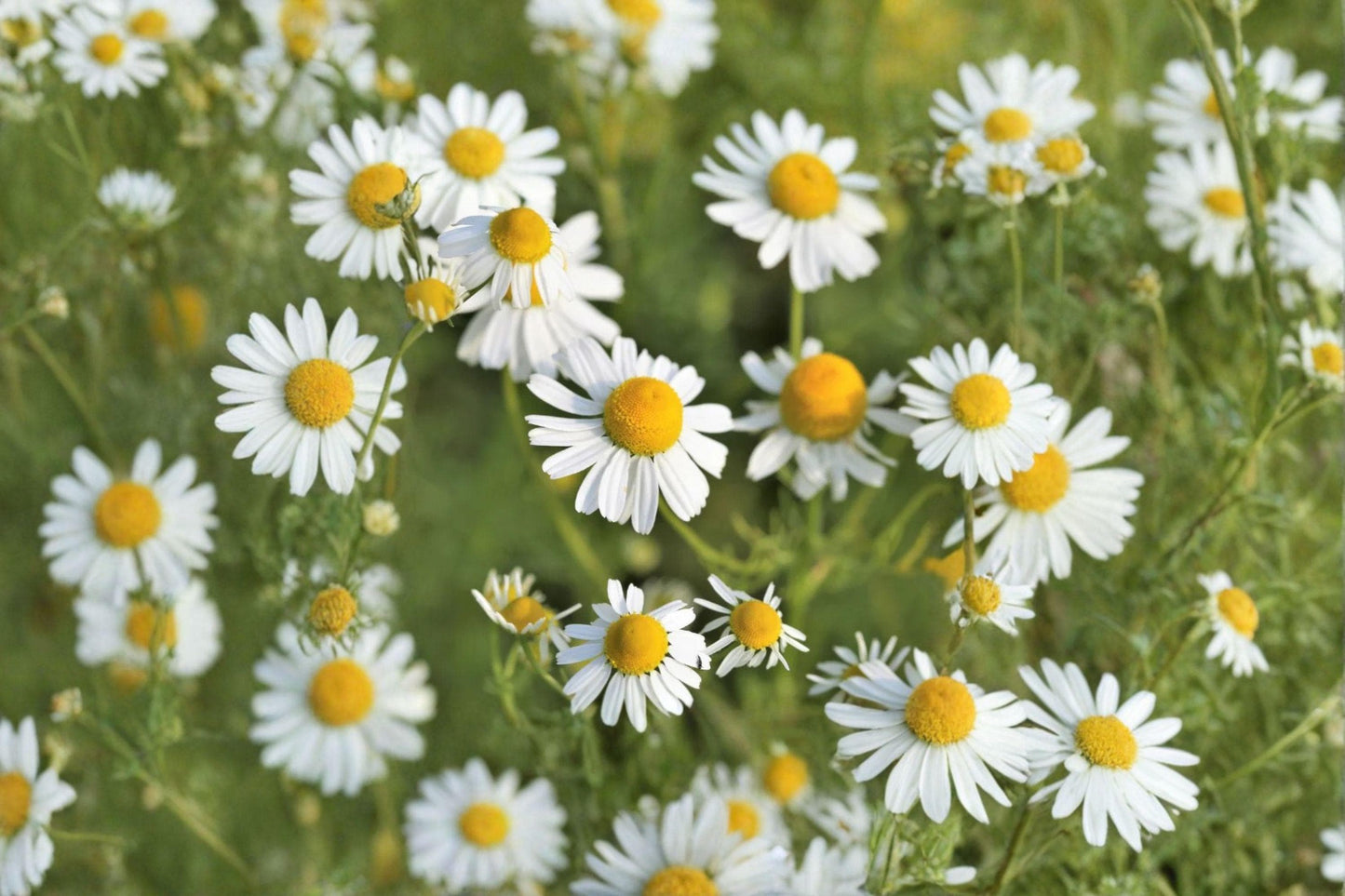 100 German Chamomile Seeds – Matricaria recutita – Medicinal Herb – Herbal Tea Flower