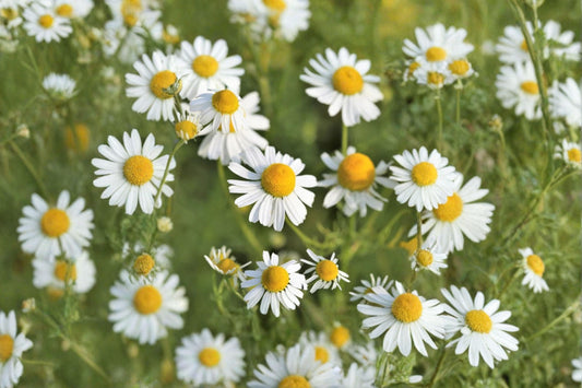 100 German Chamomile Seeds – Matricaria recutita – Medicinal Herb – Herbal Tea Flower