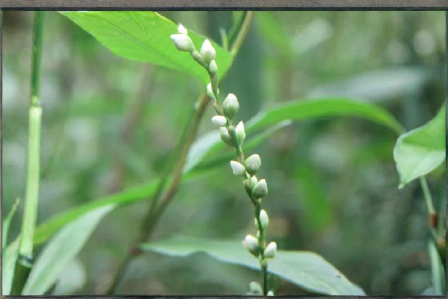 30 Smartweed Seeds – Persicaria punctata – Native Annual – Wetland Wildflower – Pollinator Plant