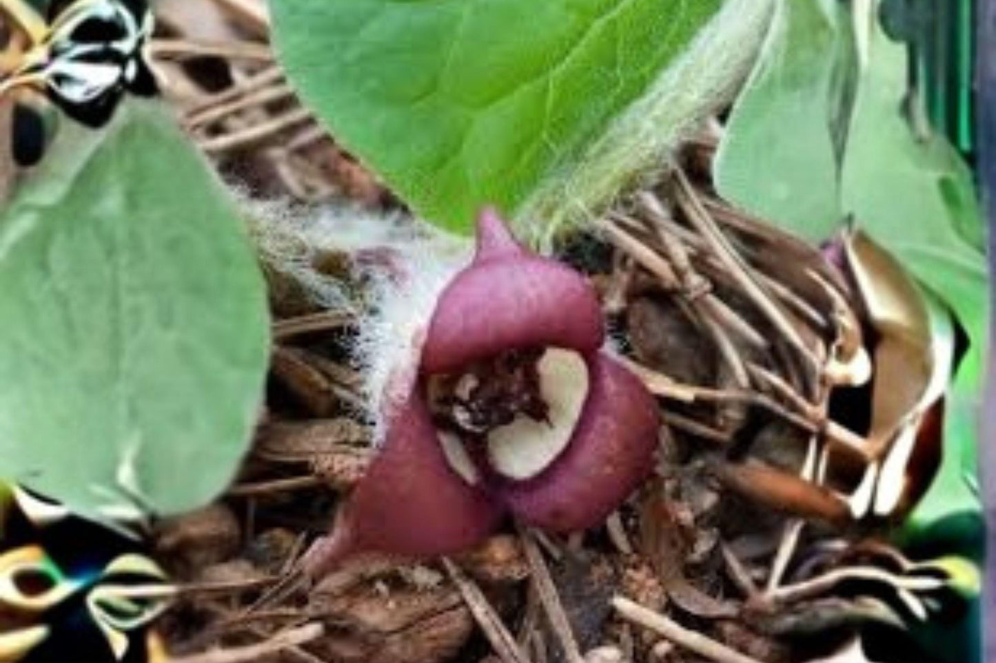Wild Ginger Seeds: Native Woodland Perennial Groundcover