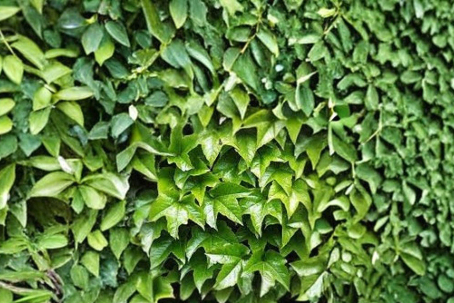 10 Boston Ivy Seeds – Parthenocissus tricuspidata – Climbing Vine for Walls