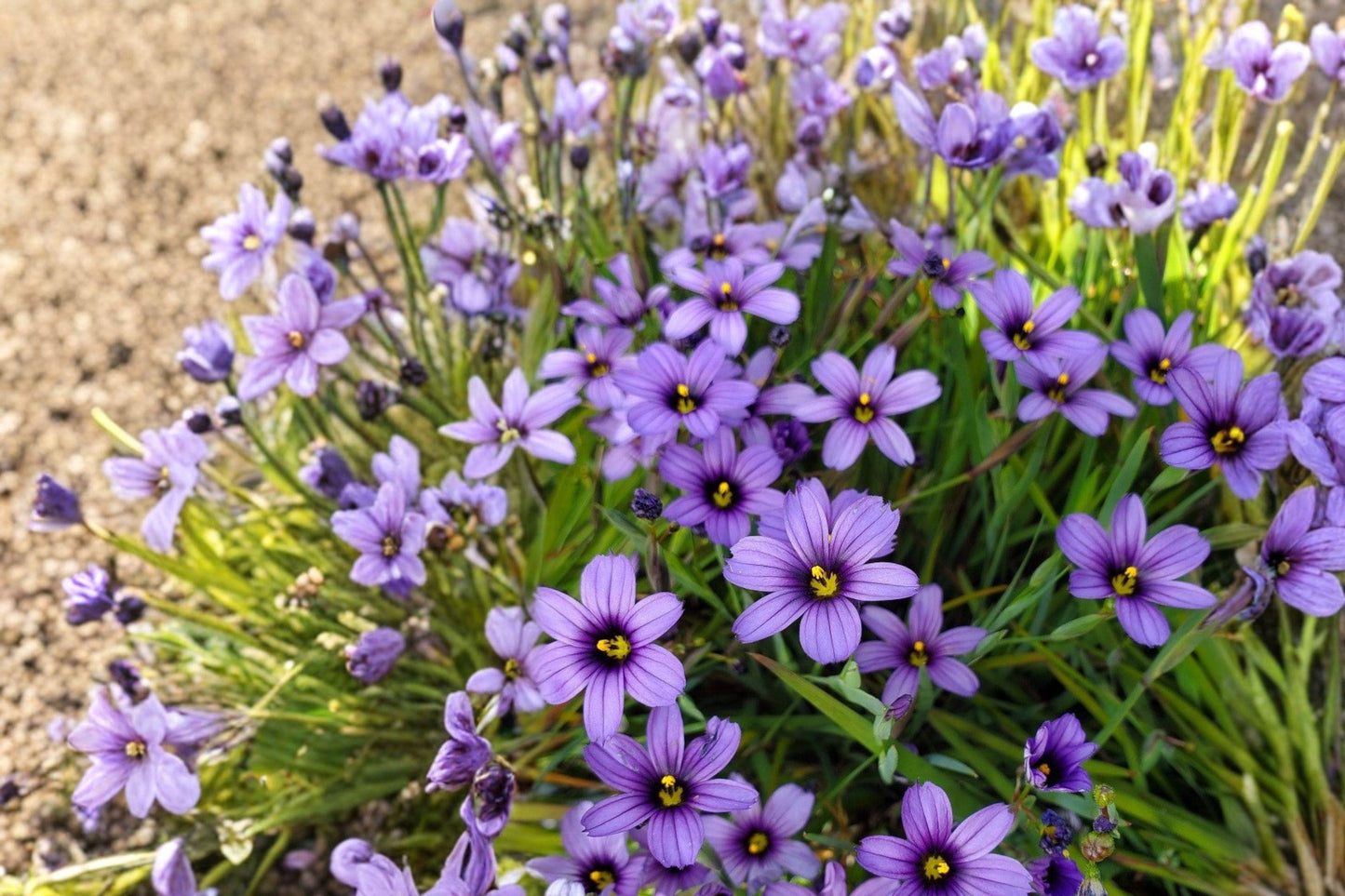100 Western Blue Eyed Grass Seeds – Sisyrinchium bellum – Native Perennial – California Wildflower