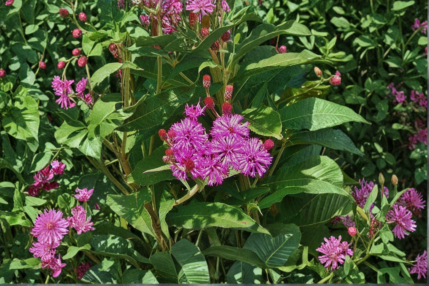 100 New York Ironweed Seeds – Vernonia noveboracensis – Native Wildflower – Pollinator Plant – Purple Blooms