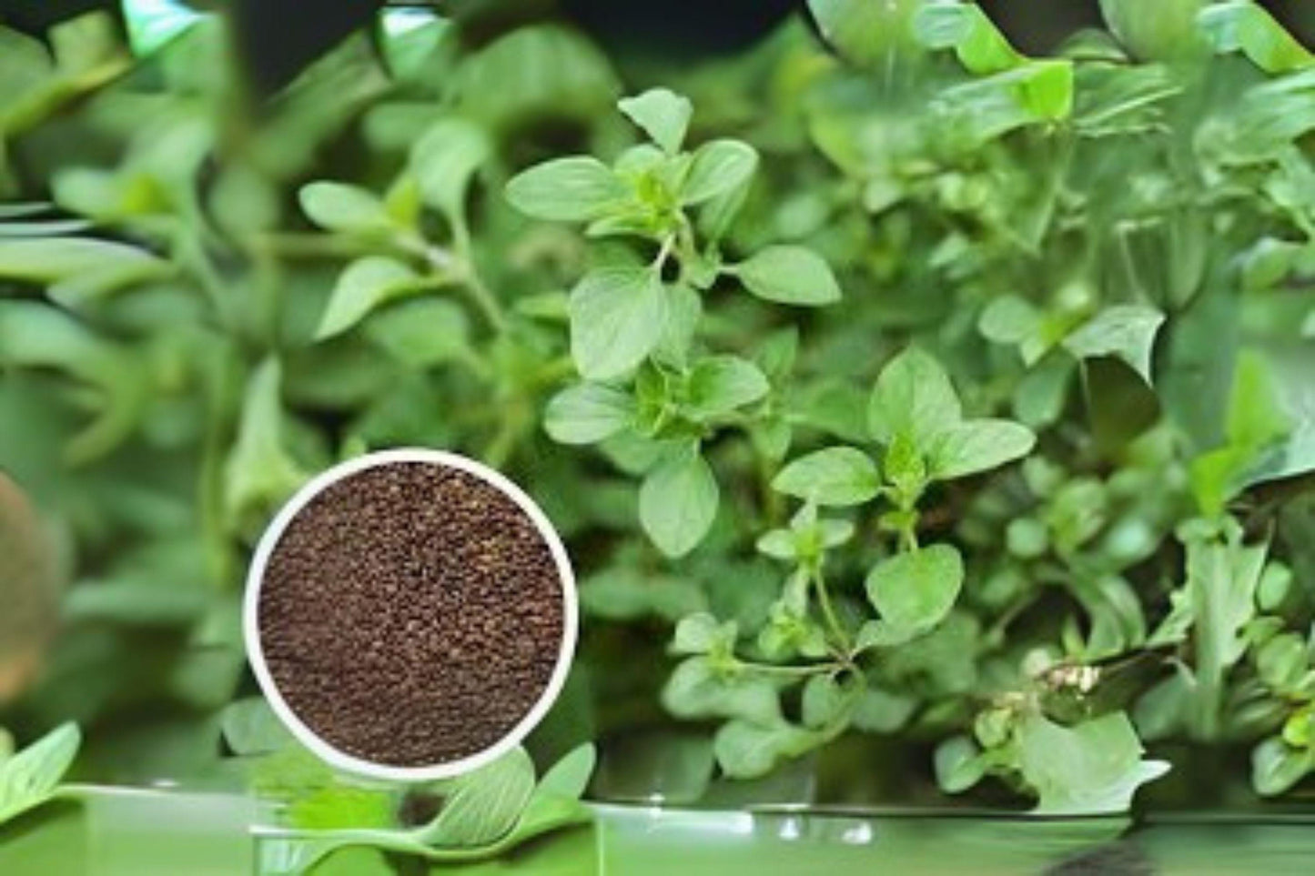 Italian Oregano Seeds: Heirloom Culinary Herb for Mediterranean Cuisine