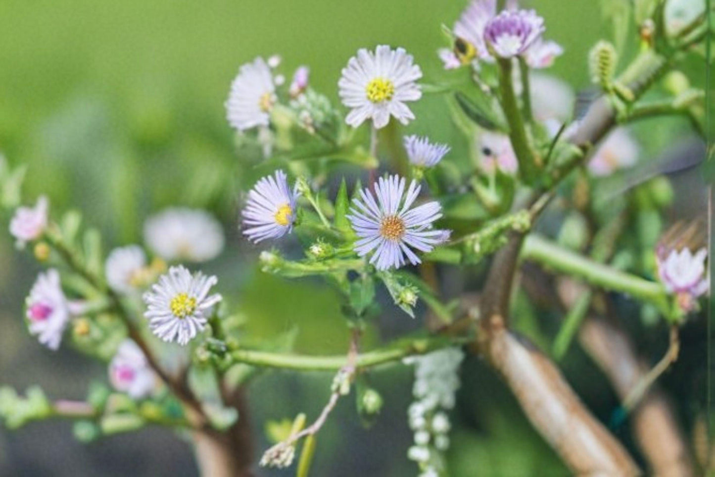 350 Seeds for Planting Symphyotrichum puniceum – Purple-stemmed Aster, Native Pollinator Wildflower