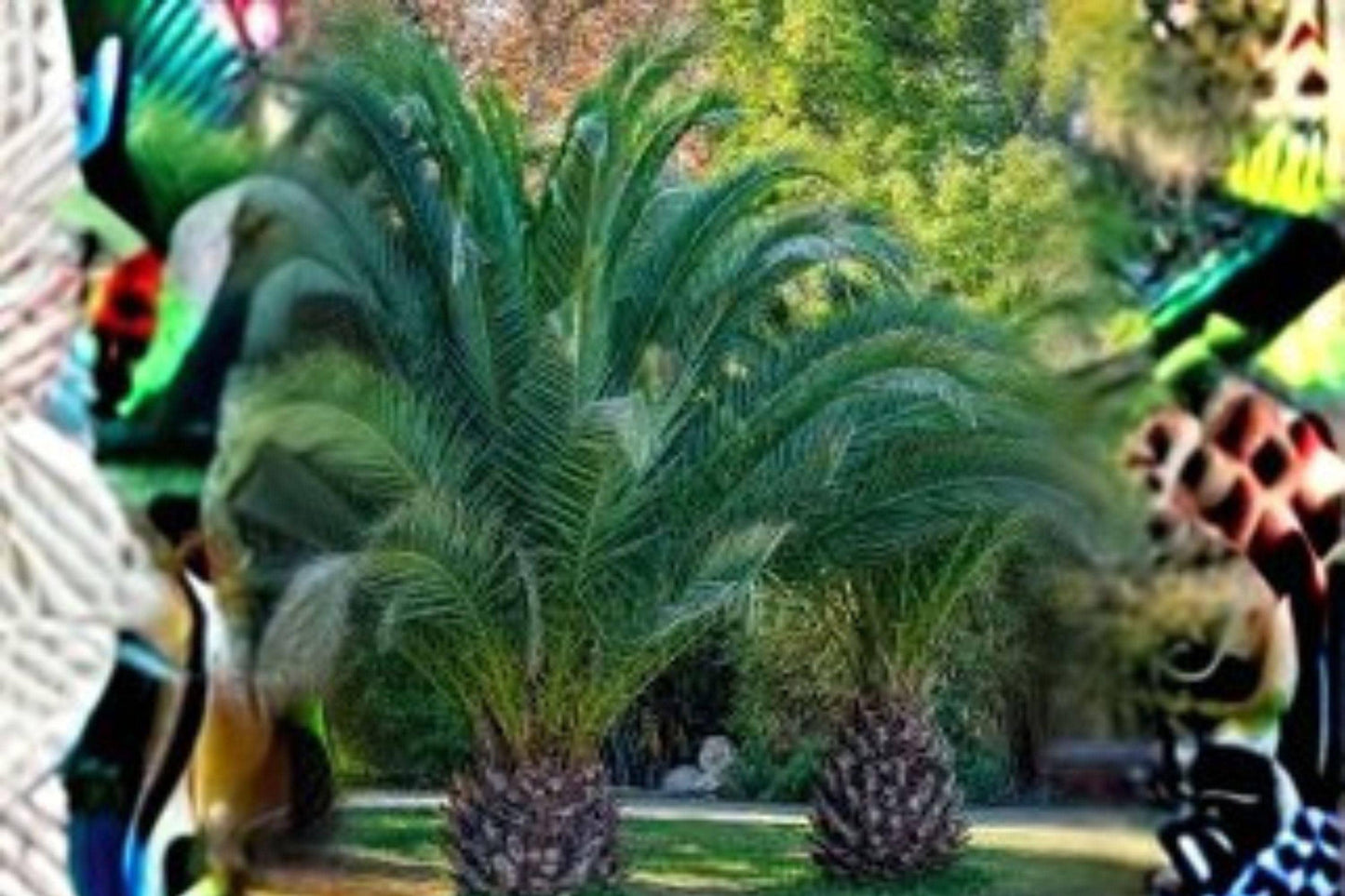 10 Canary Island Date Palm Seeds: Tropical Ornamental Tree